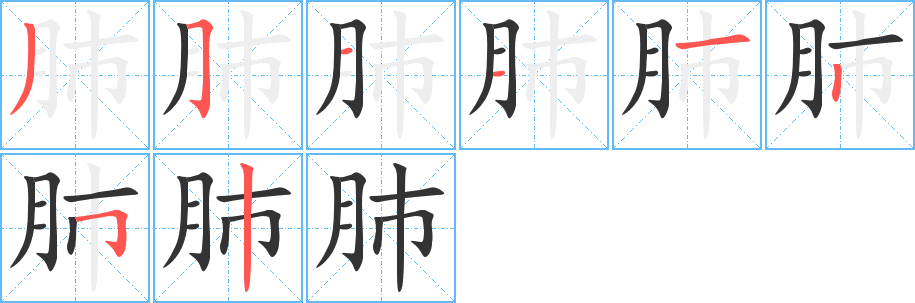 肺的筆順?lè)植窖菔?><hr /><h2>肺的基本信息</h2><div   id=