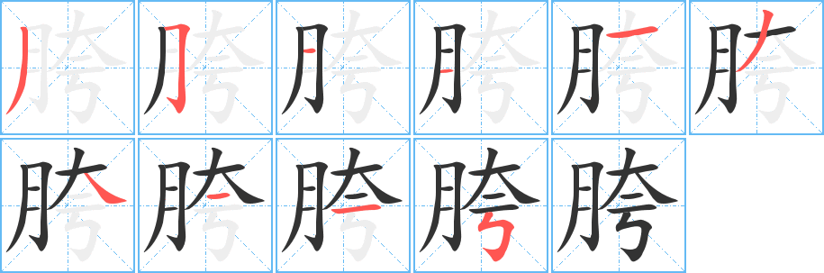胯的筆順?lè)植窖菔?><hr /><h2>胯的基本信息</h2><div   id=