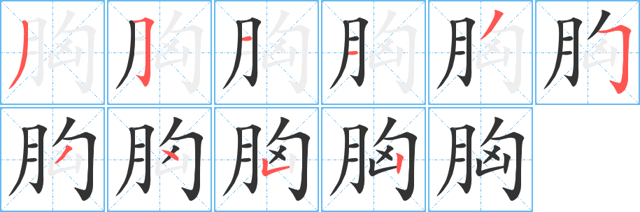 胸的筆順?lè)植窖菔?><hr /><h2>胸的基本信息</h2><div   id=